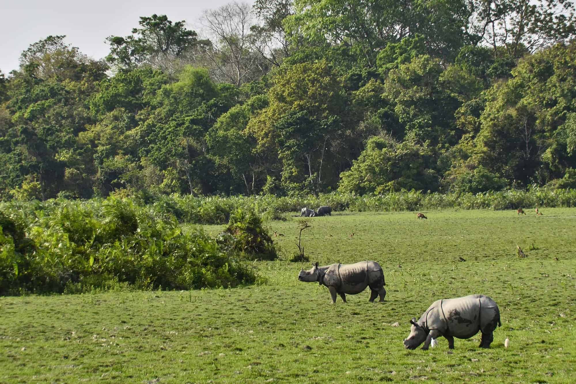 काजीरंगा राष्ट्रीय उद्यान Kaziranga National Park