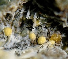 Kassite (mineral)